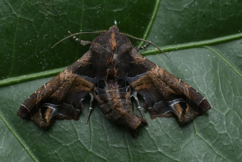 Penicillaria maculata