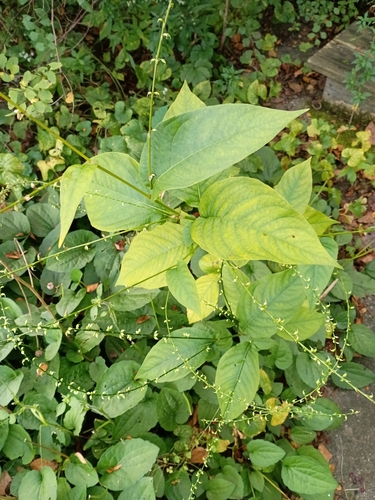 American jumpseed