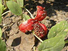 Capparis spinosa herbacea
