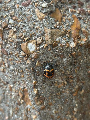 Swamp Milkweed Leaf Beetle