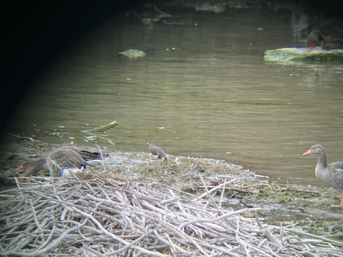 Northern Lapwing