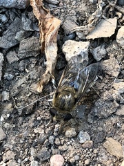 Asemosyrphus polygrammus