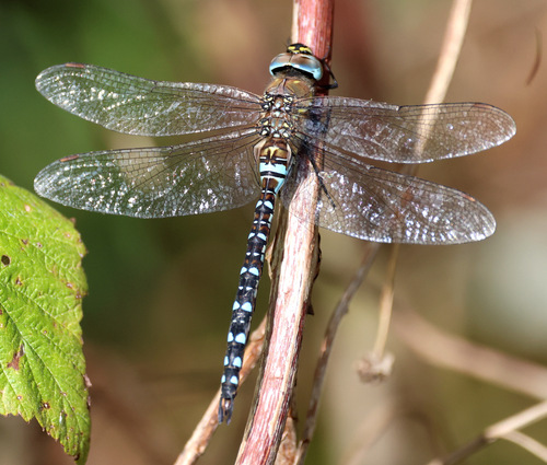 Migrant Hawker