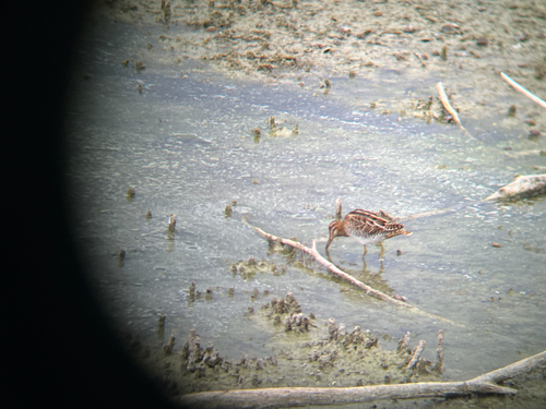 Common Snipe