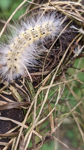 Fall Webworm Moth