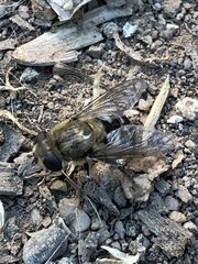 Asemosyrphus polygrammus