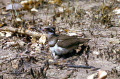 Rhinoptilus chalcopterus