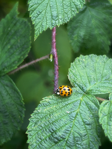 Asian Lady Beetle