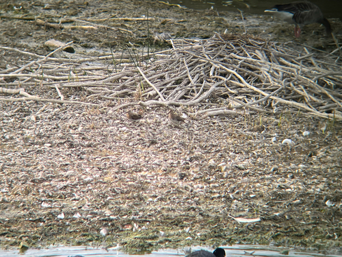 Common Snipe