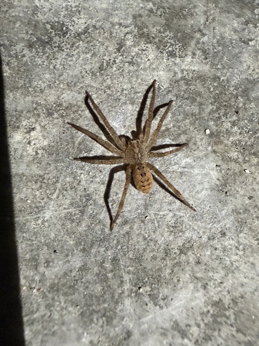 Mediterranean Spiny False Wolf Spider