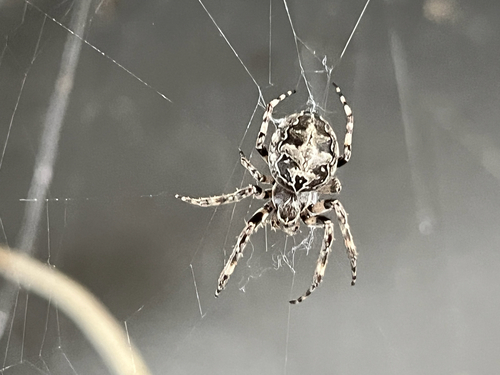 Grey Cross Spider