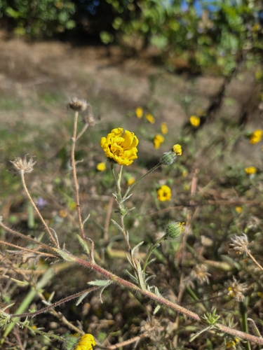 Common Madia