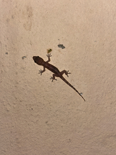 Tropical House Gecko