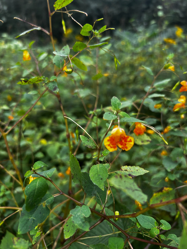 common jewelweed