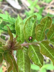 Attelabinae