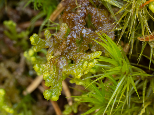 Northern Naugehyde Liverwort
