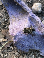 Asemosyrphus polygrammus