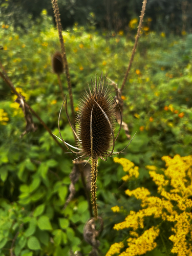 wild teasel