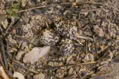 Rhinoptilus chalcopterus