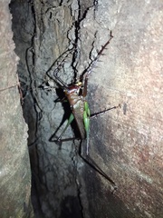 Venatorellus viridipedes