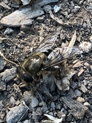 Asemosyrphus polygrammus