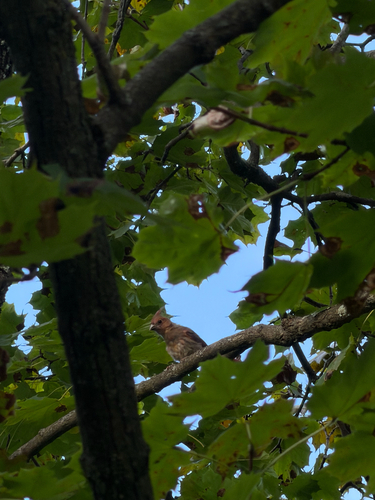 Northern Cardinal