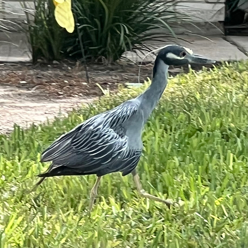 Yellow-crowned Night Heron
