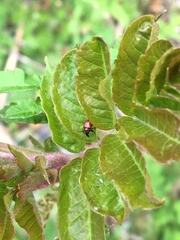 Attelabinae