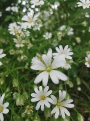 Rabelera holostea