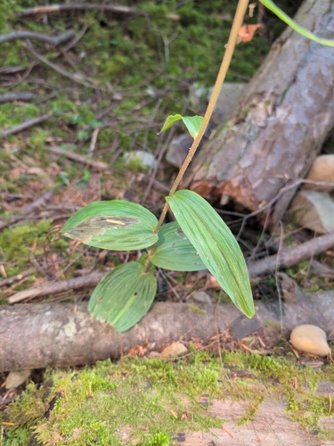 Broad-leaved helleborine