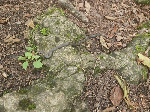 Ring-necked Snake