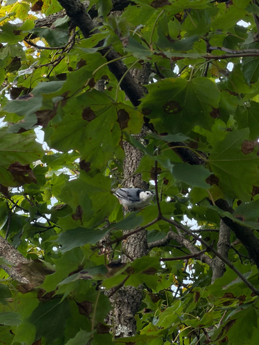White-breasted Nuthatch