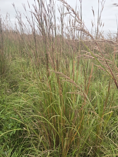 big bluestem