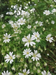 Rabelera holostea