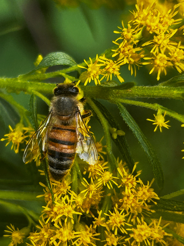 Western Honey Bee