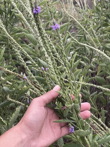 hoary vervain