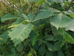 Quercus crispula