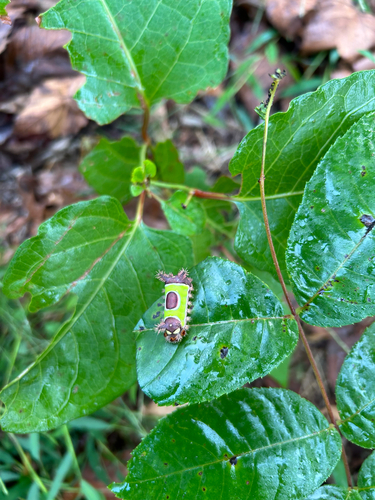 Saddleback Caterpillar Moth
