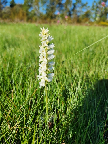 Sphinx ladies’ tresses