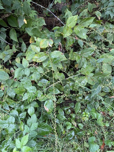 American jumpseed