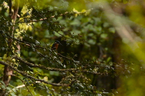 Common Kingfisher