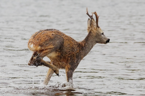 Western Roe Deer