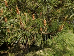 Pinus densiflora