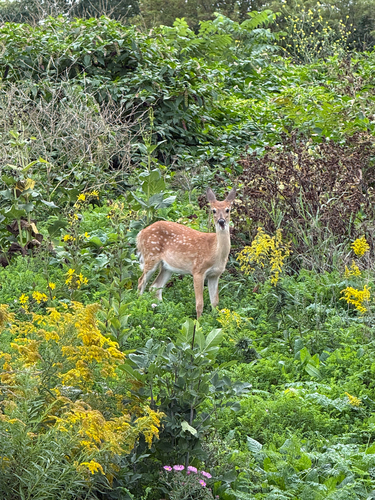 White-tailed Deer