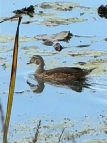 Wood Duck
