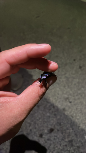 Violet ground beetle