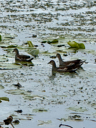 Common Gallinule