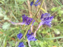 Delphinium pentagynum