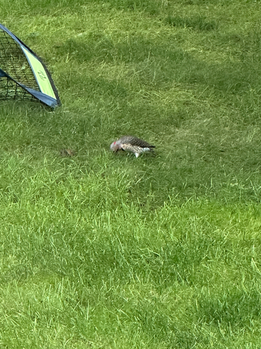 Northern Flicker
