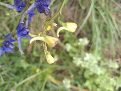 Delphinium pentagynum